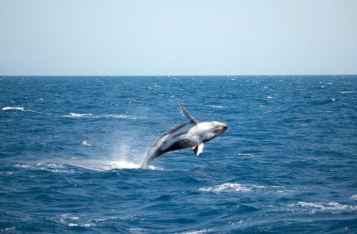 Ramada By Wyndham Херви Бей Екстериор снимка A living Megaptera novaeangliae, or humpback whale